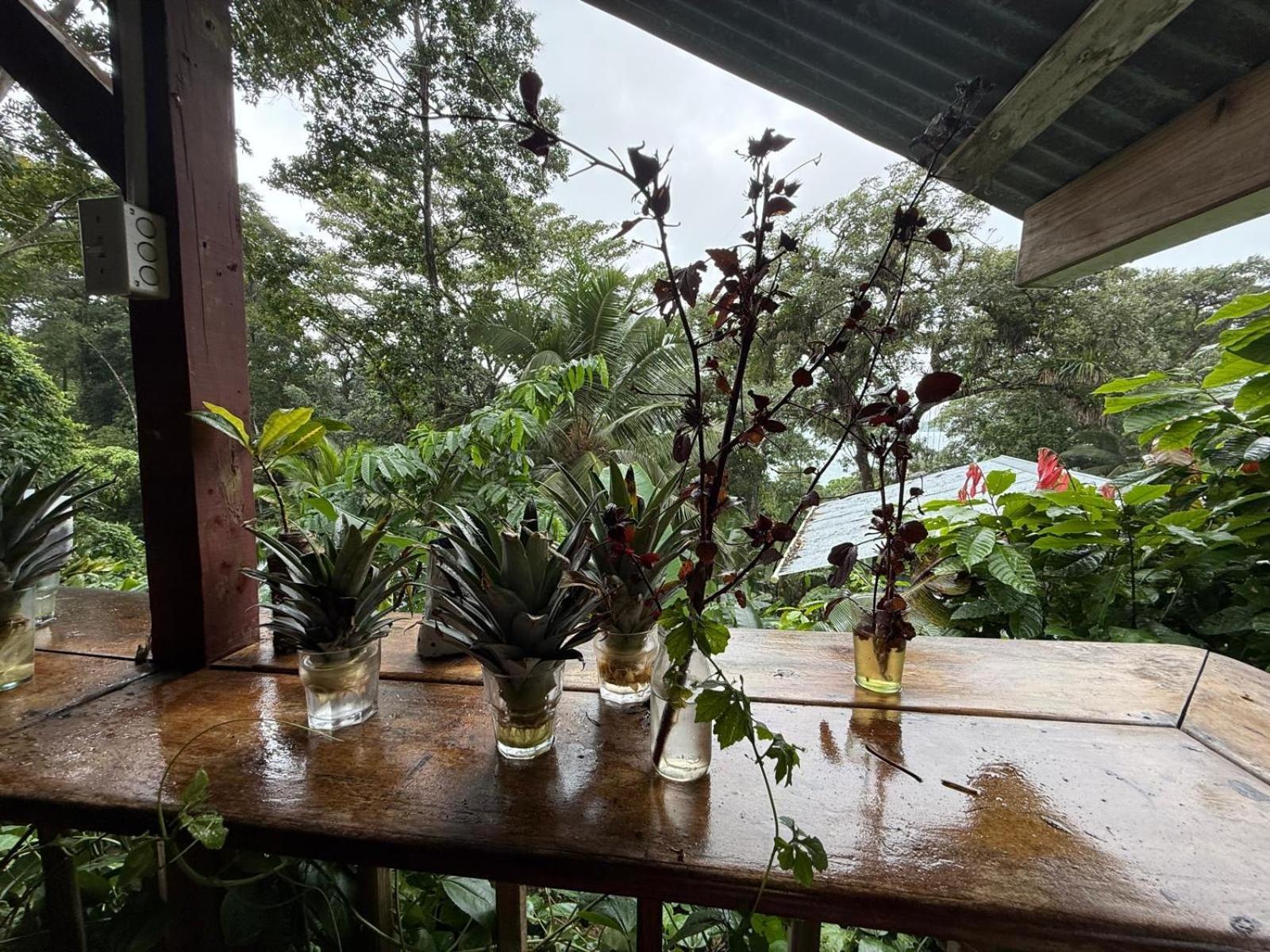 Pure Roots Lodge Bastimentos